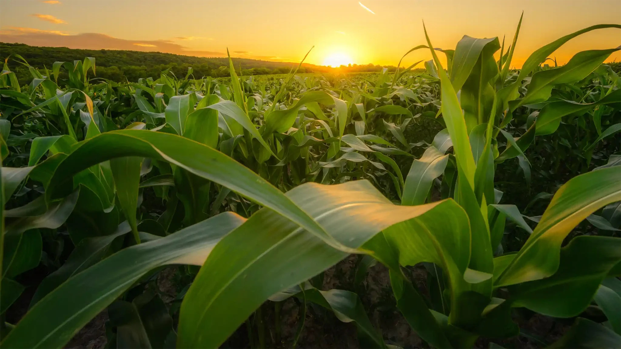 Sunrise Orchards | Gays Mills, WI apple orchard, image size:2048x1152